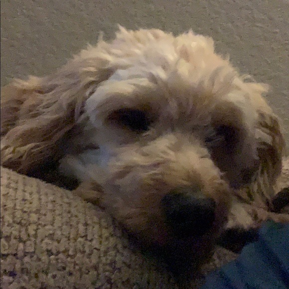 Meet your Posher, Jaime - Picture 1 of 1